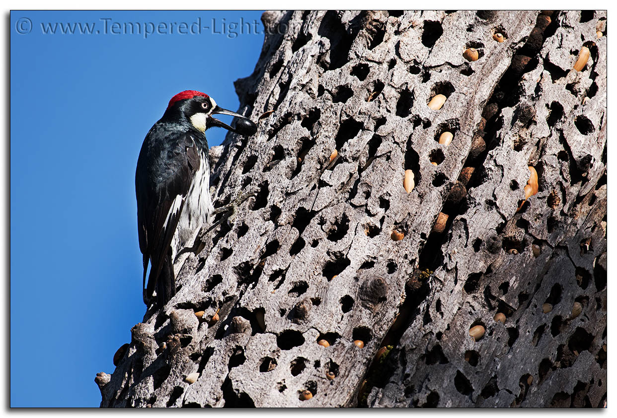Acorn Woodpecker with an Olive