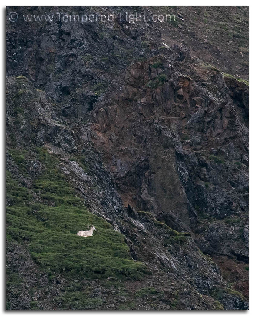 Dall Sheep