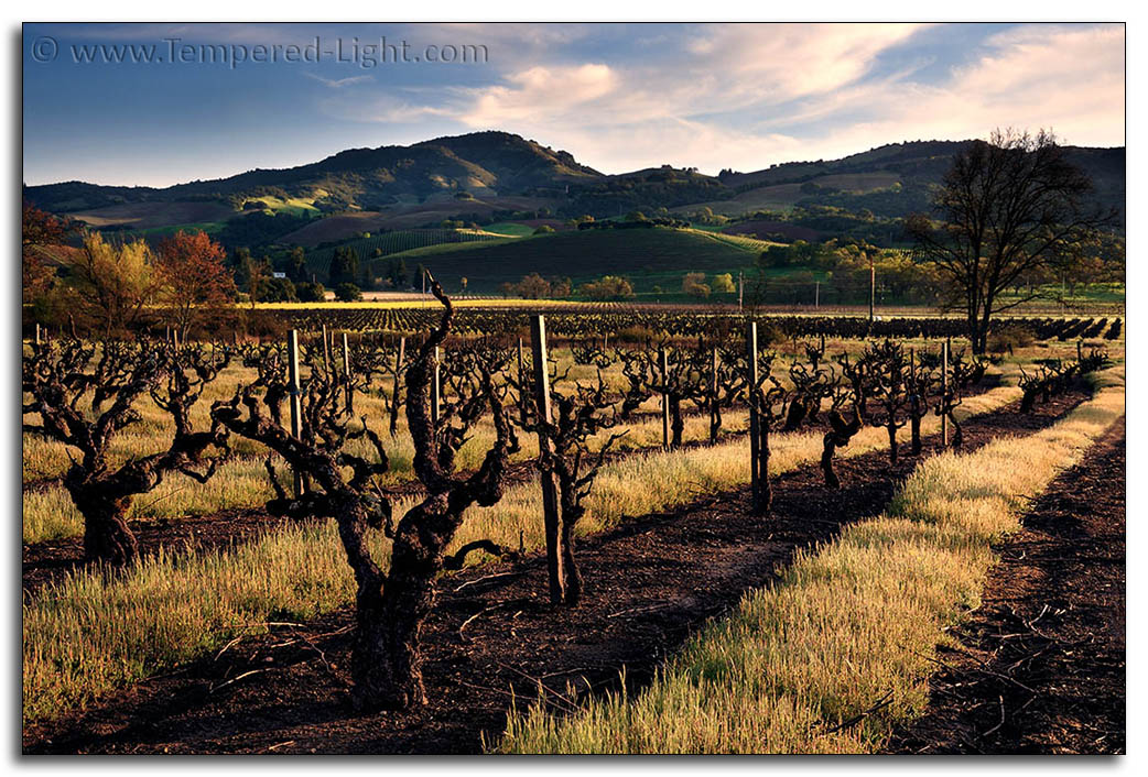 Pagani Ranch