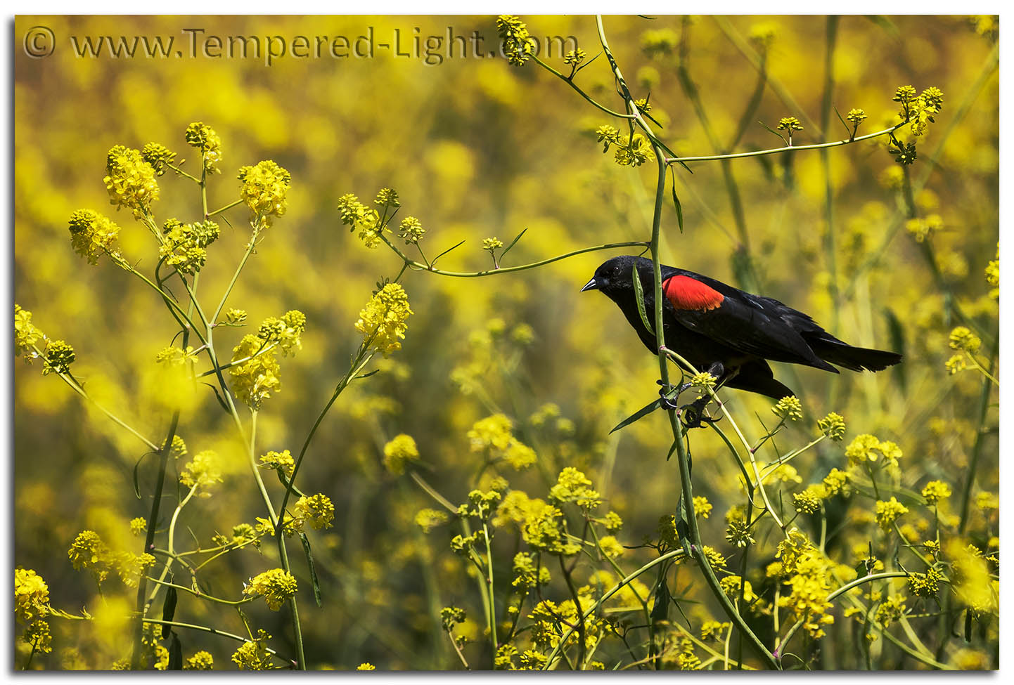 Red-Winged Blackbird in Mustard