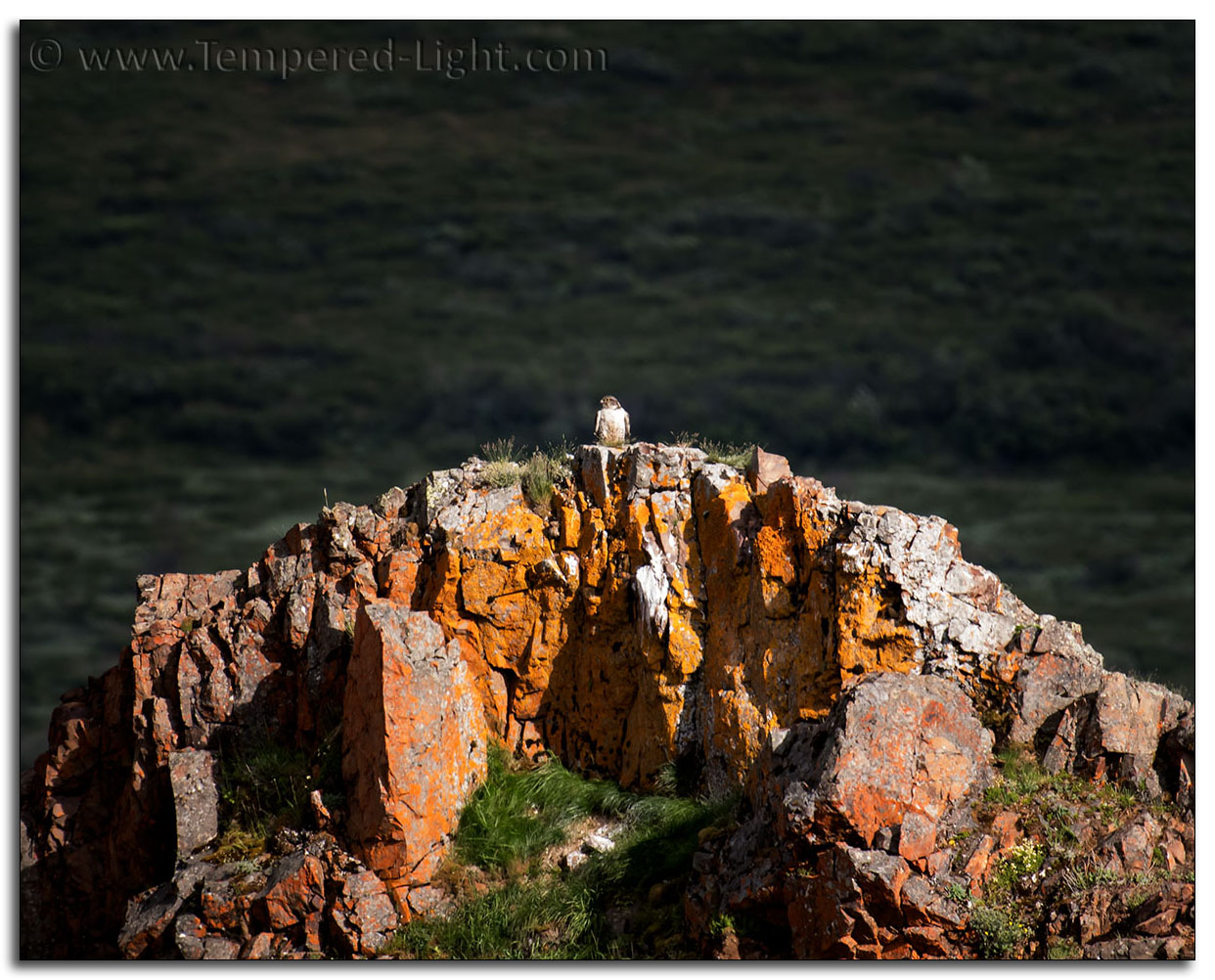 Gyrfalcon at Polychrome