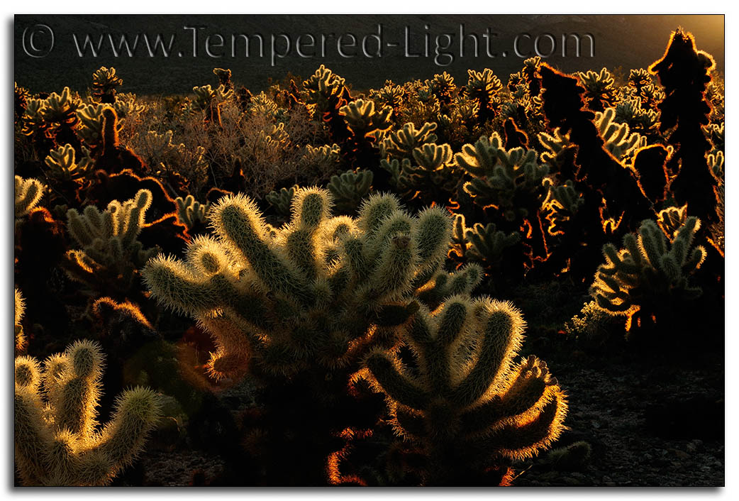 Jumping Cholla