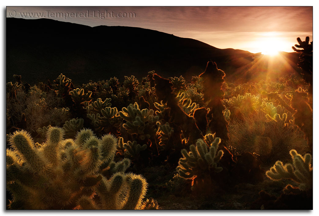Cholla Garden Sunset