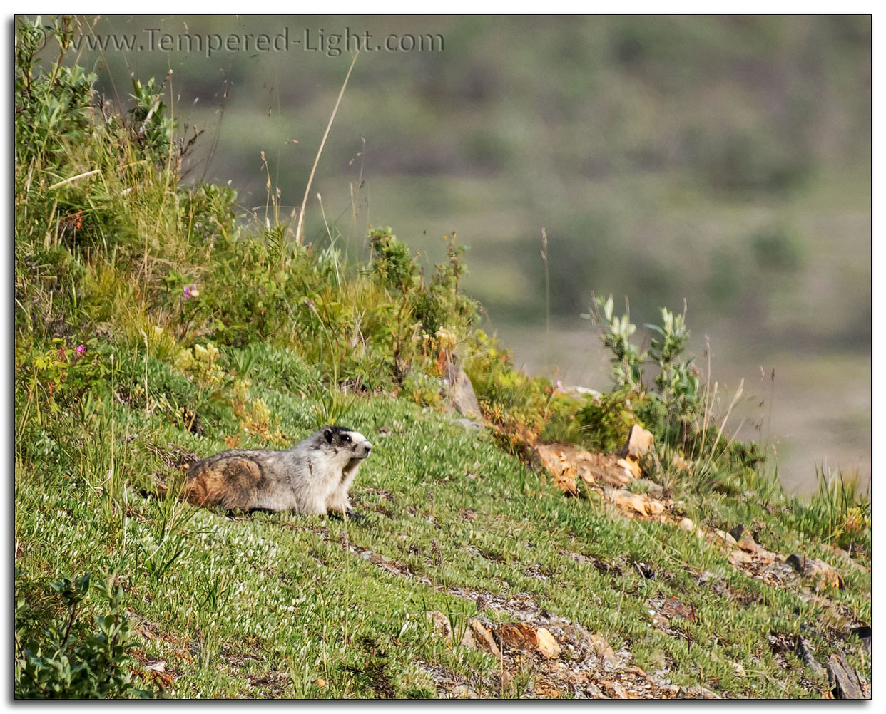 Hoary Marmot