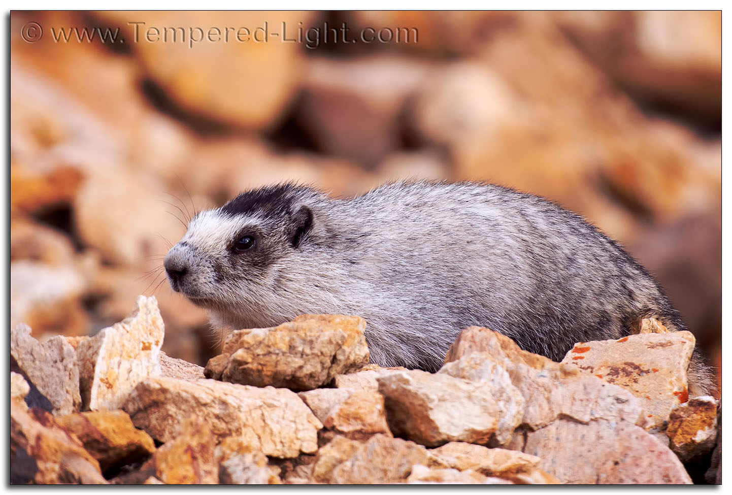 Hoary Marmot