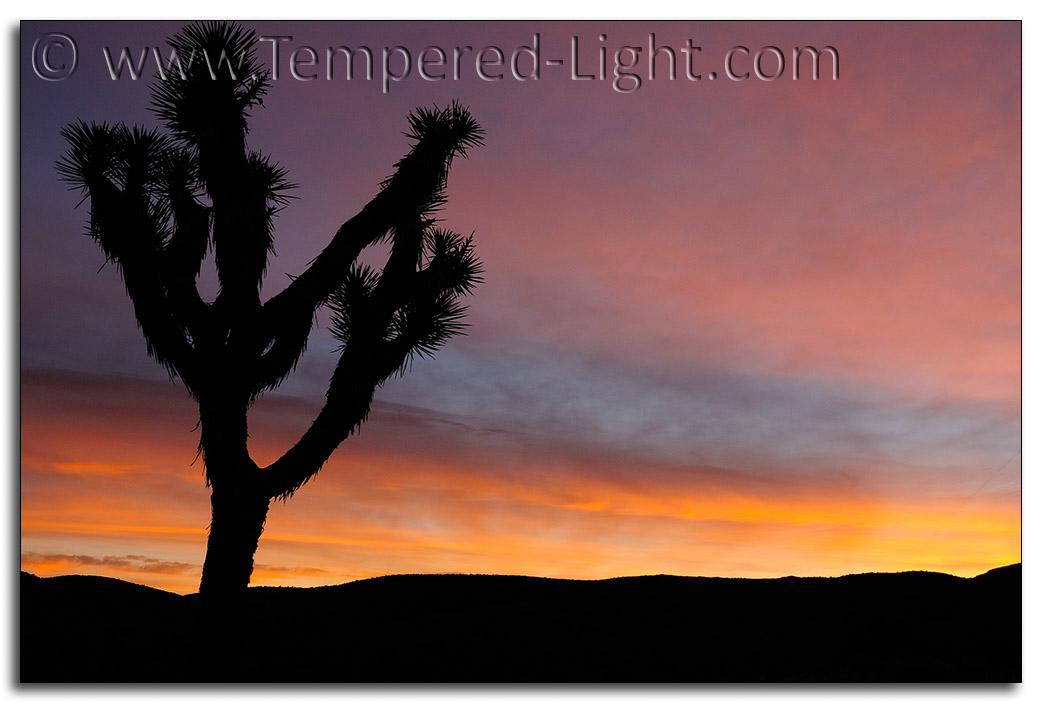Joshua Tree at Dawn