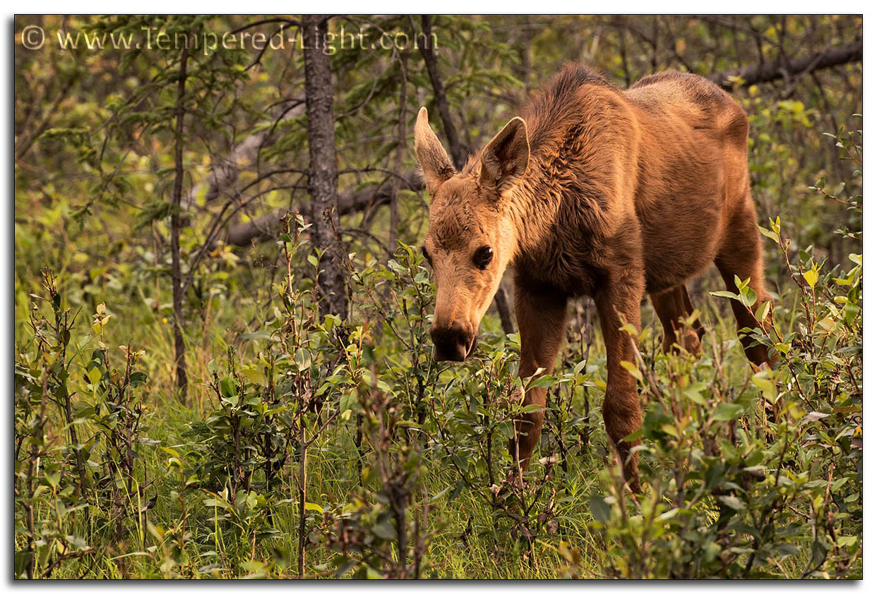 Moose Calf