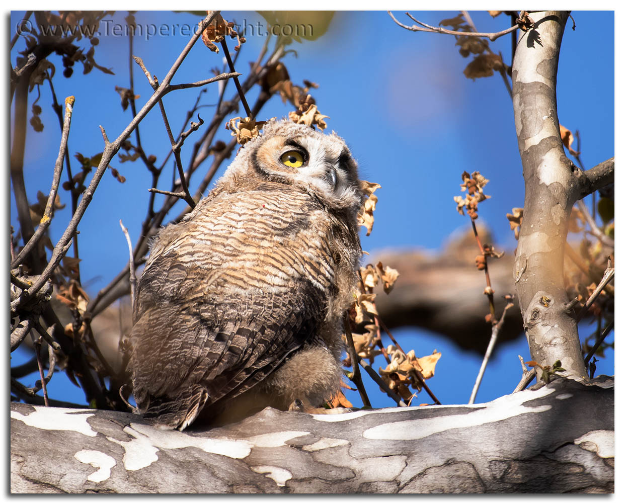 Great Horned Owlet