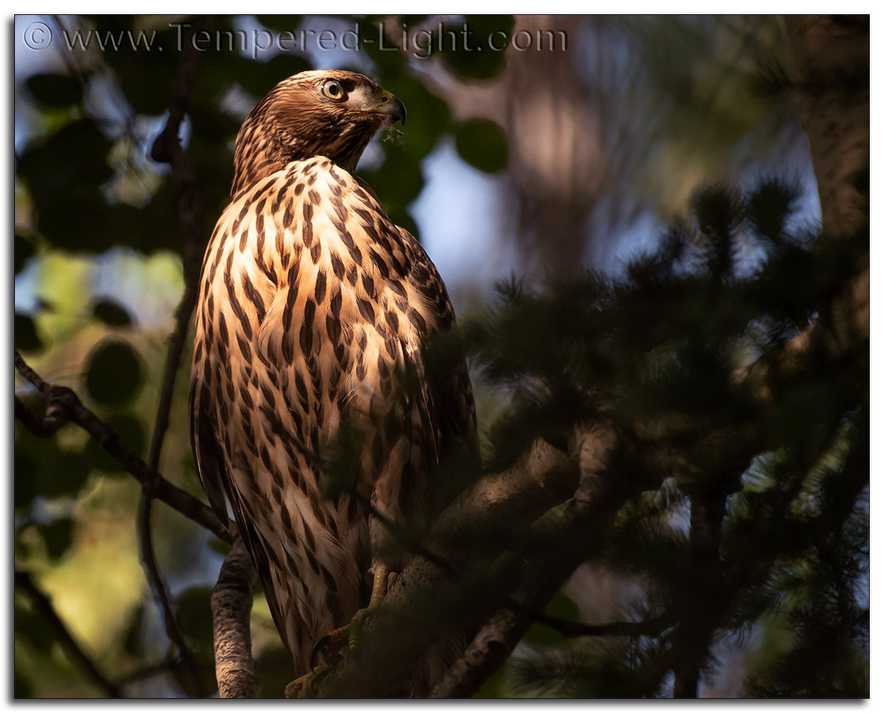 Immature Northern Goshawk