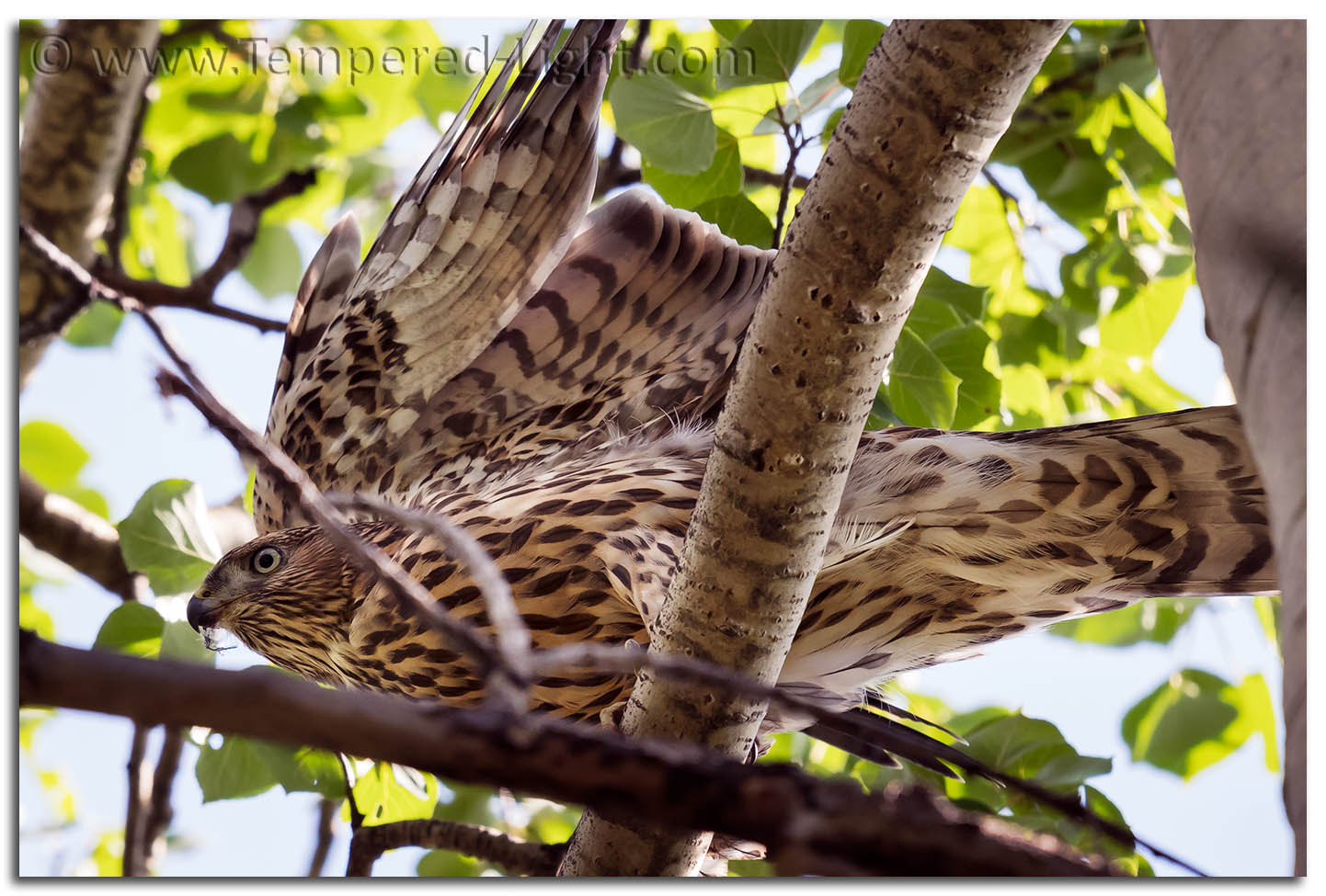 Northern Goshawk (Juvenile)
