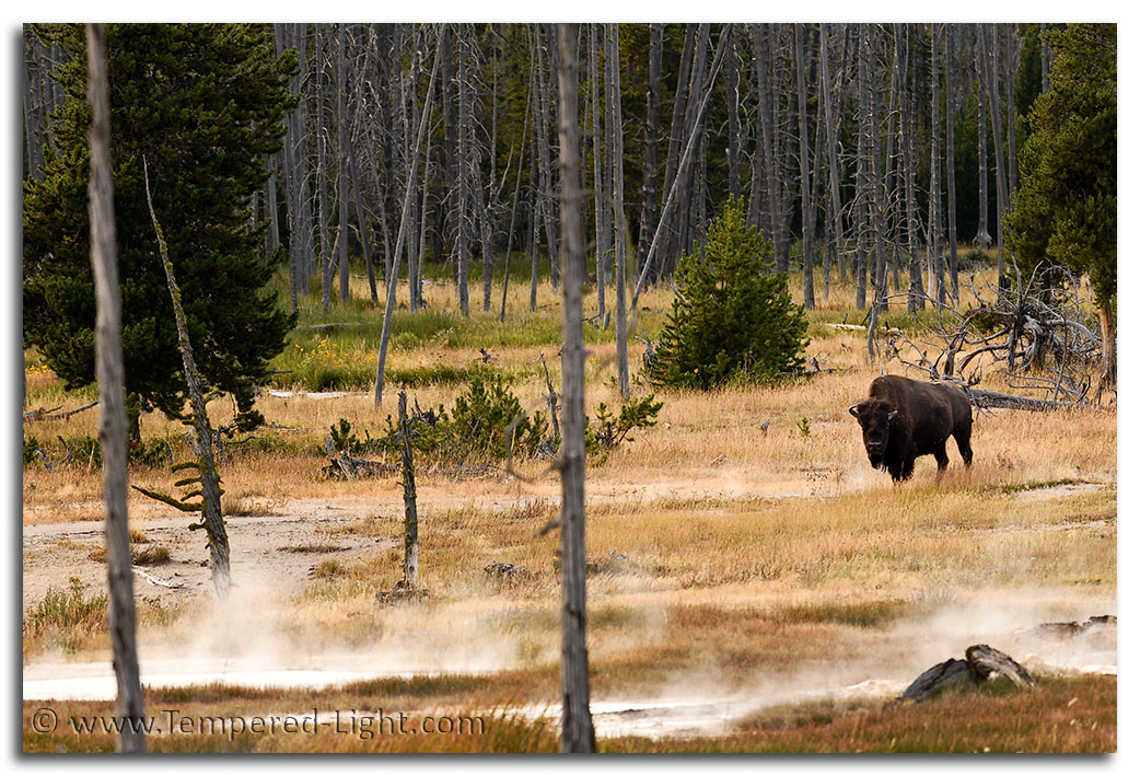 Bison at Black Sands