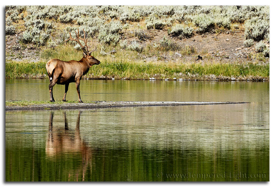 Elk on the Firehole River