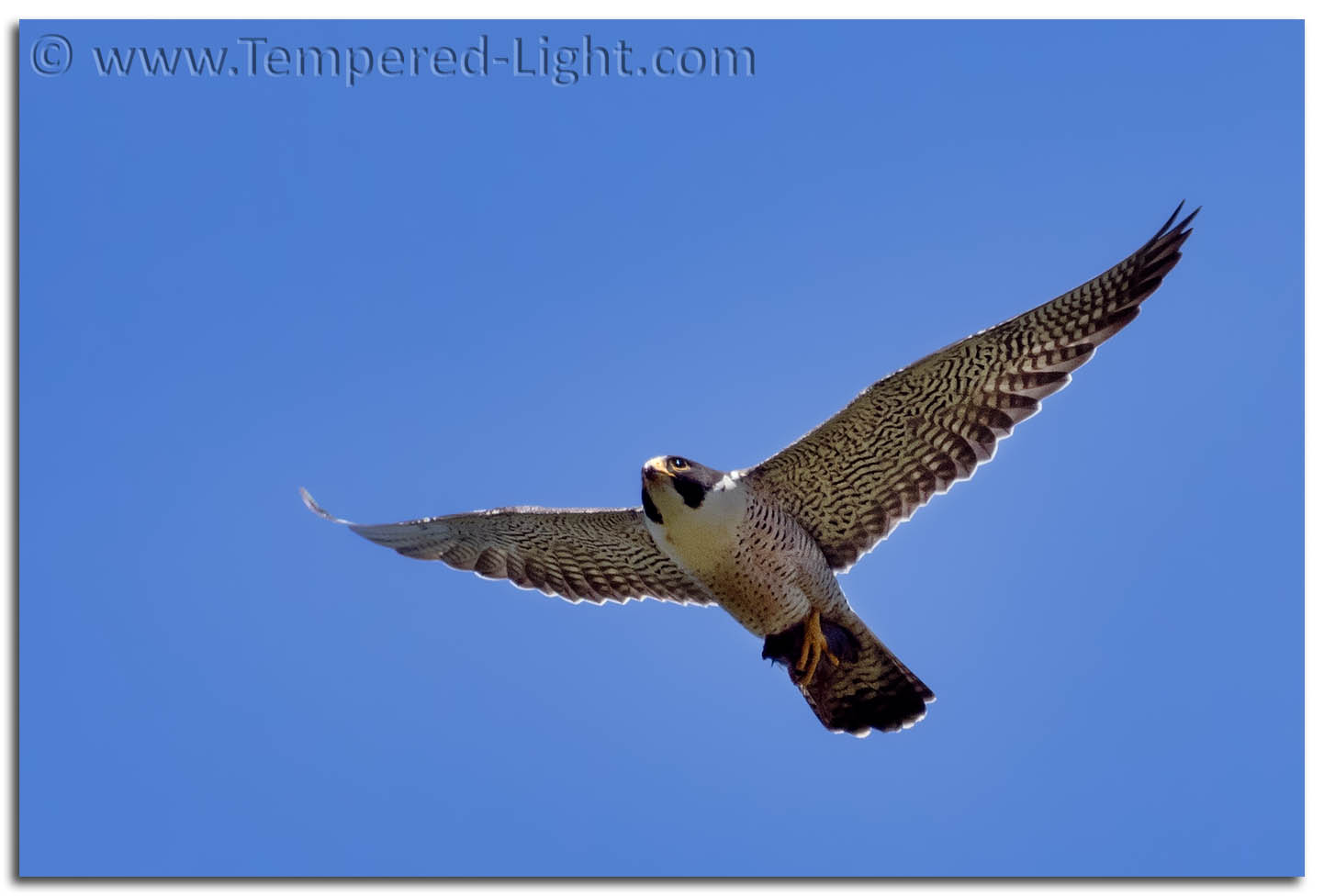 Peregrine Falcon