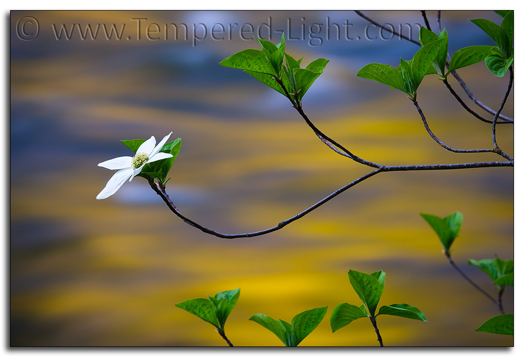 Dogwood in Bloom