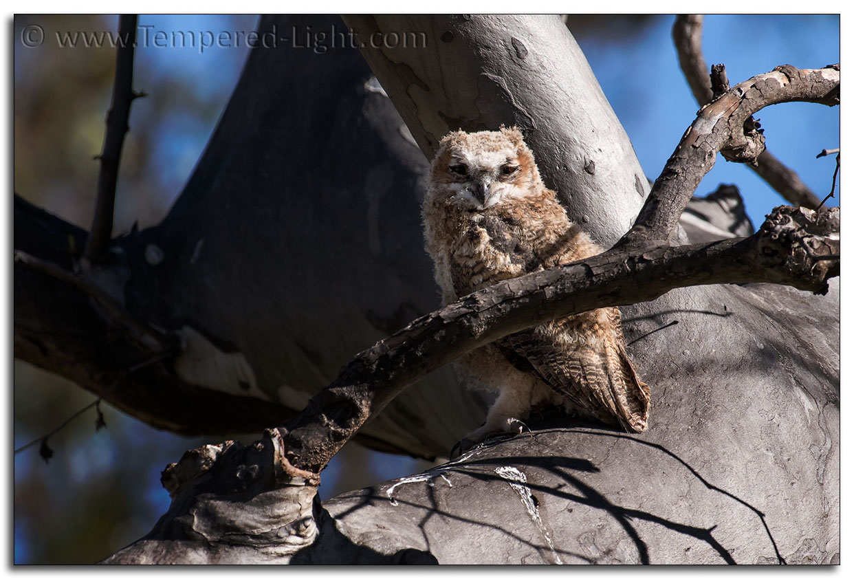 Great Horned Owlet