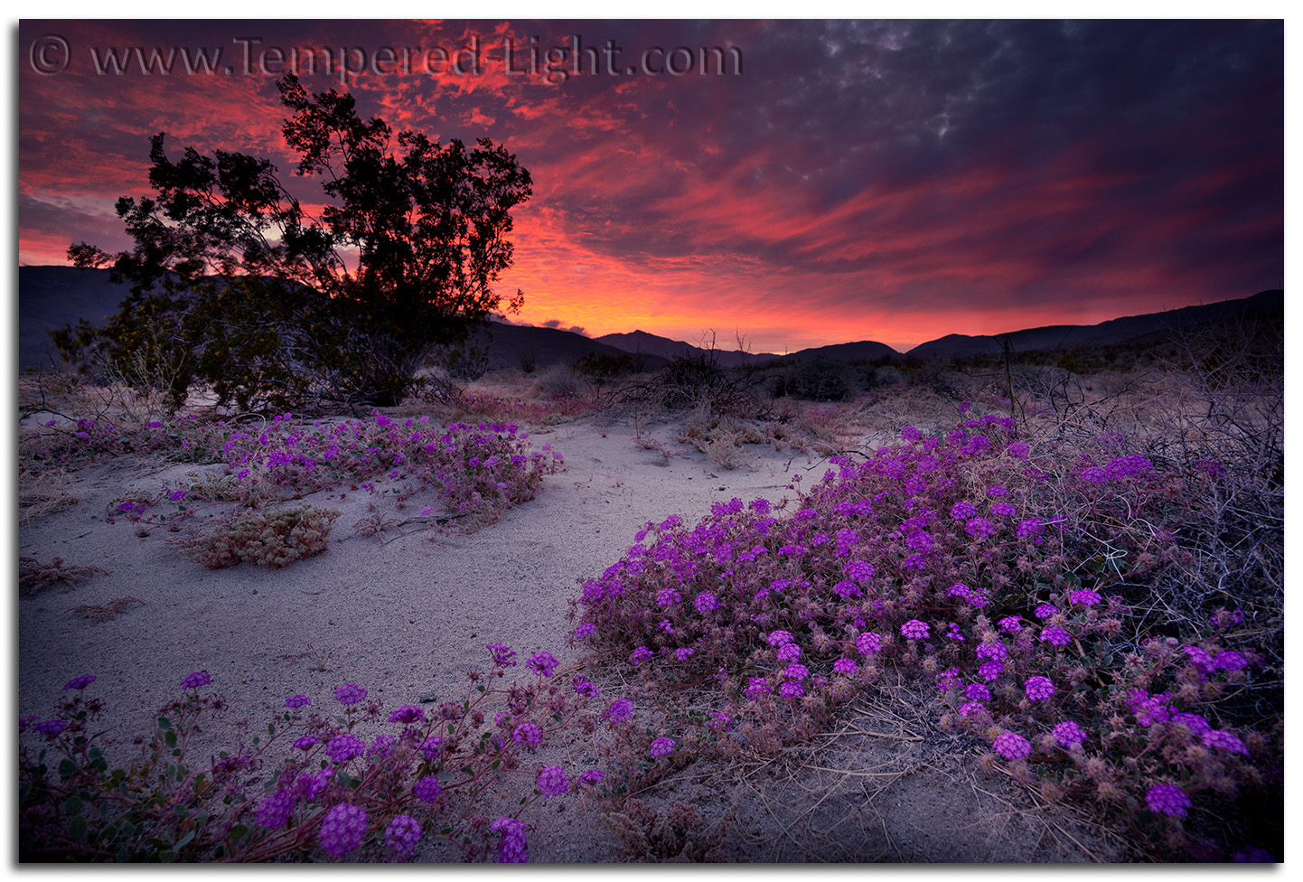 Anza Borrego Sunset