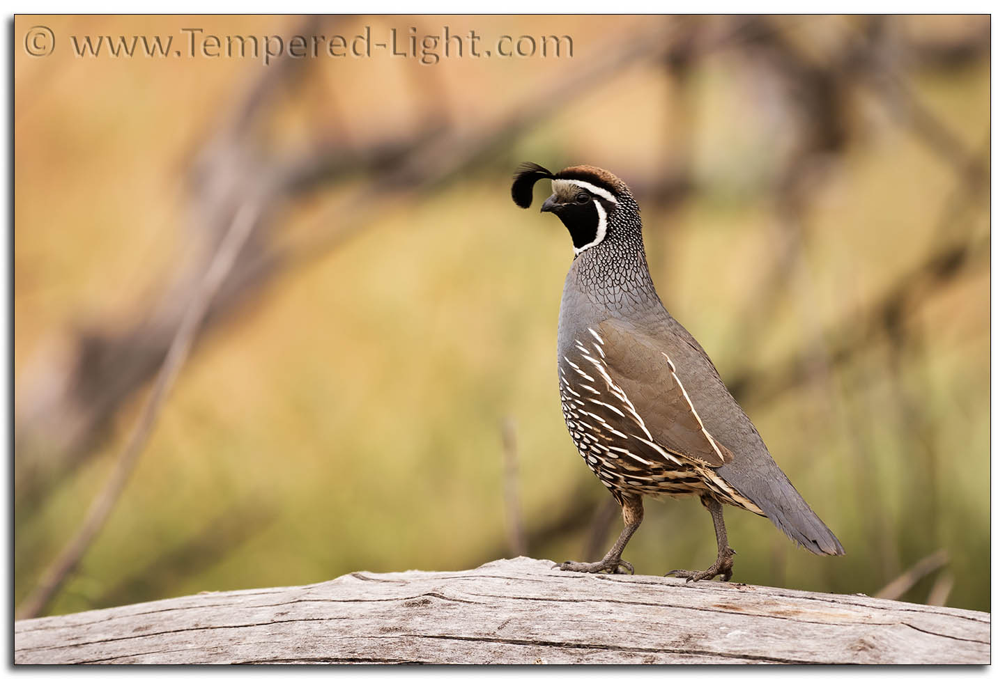 California Quail