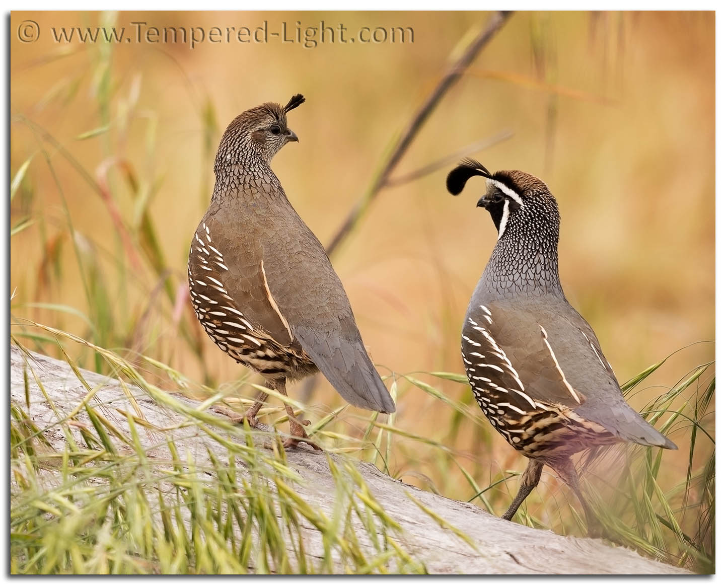 California Quail