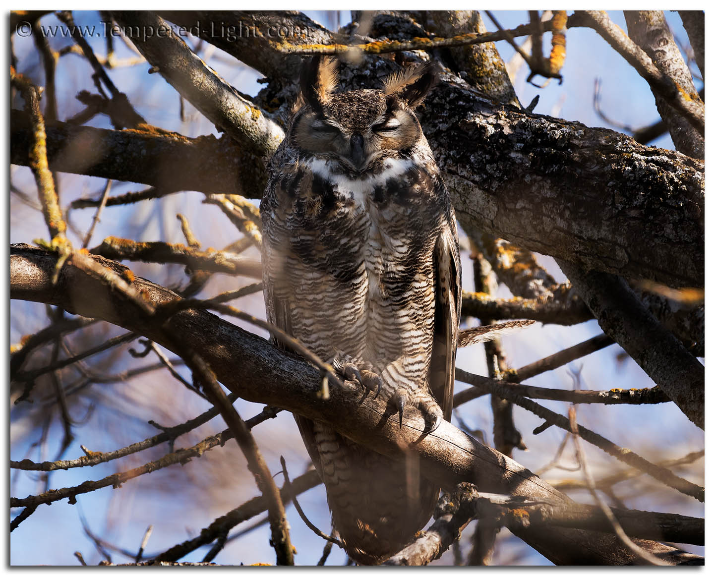 Great Horned Owl