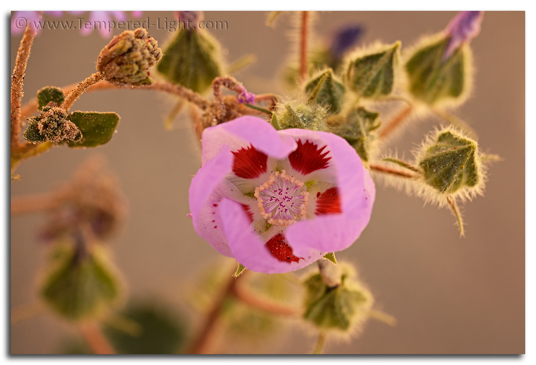 Death Valley 5-Spot