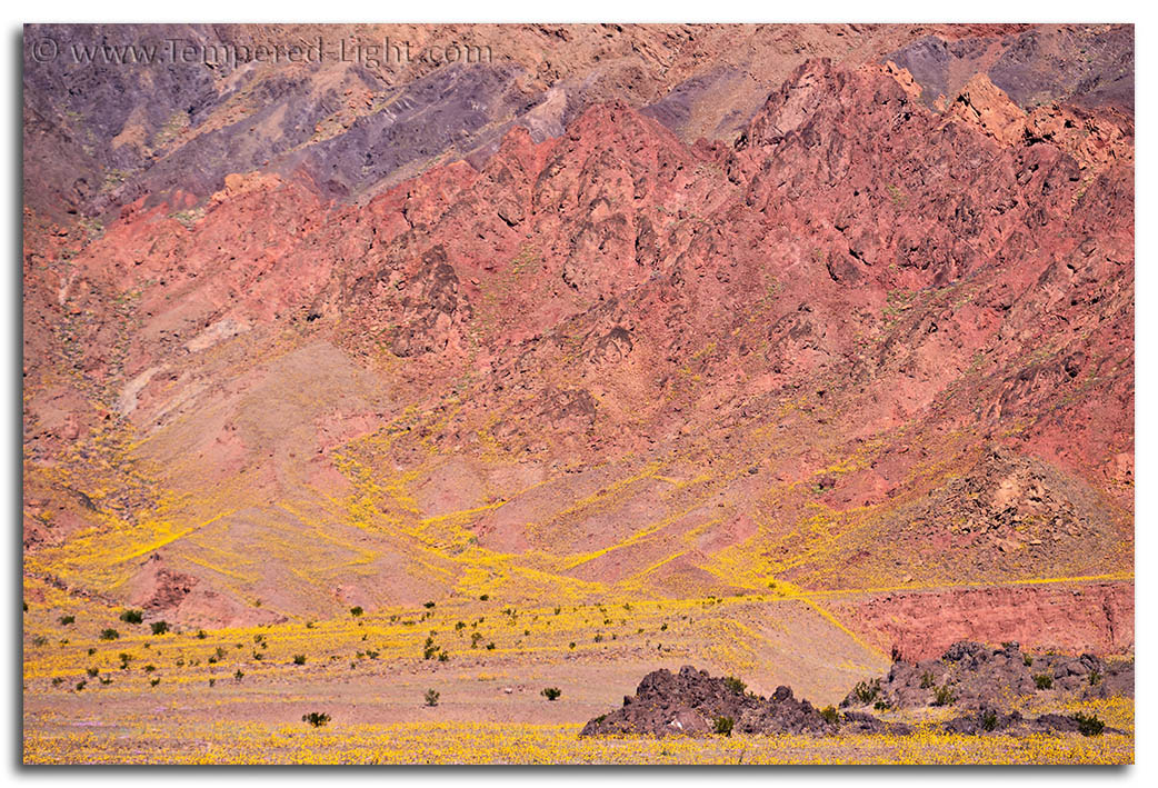 Death Valley Spring Bloom