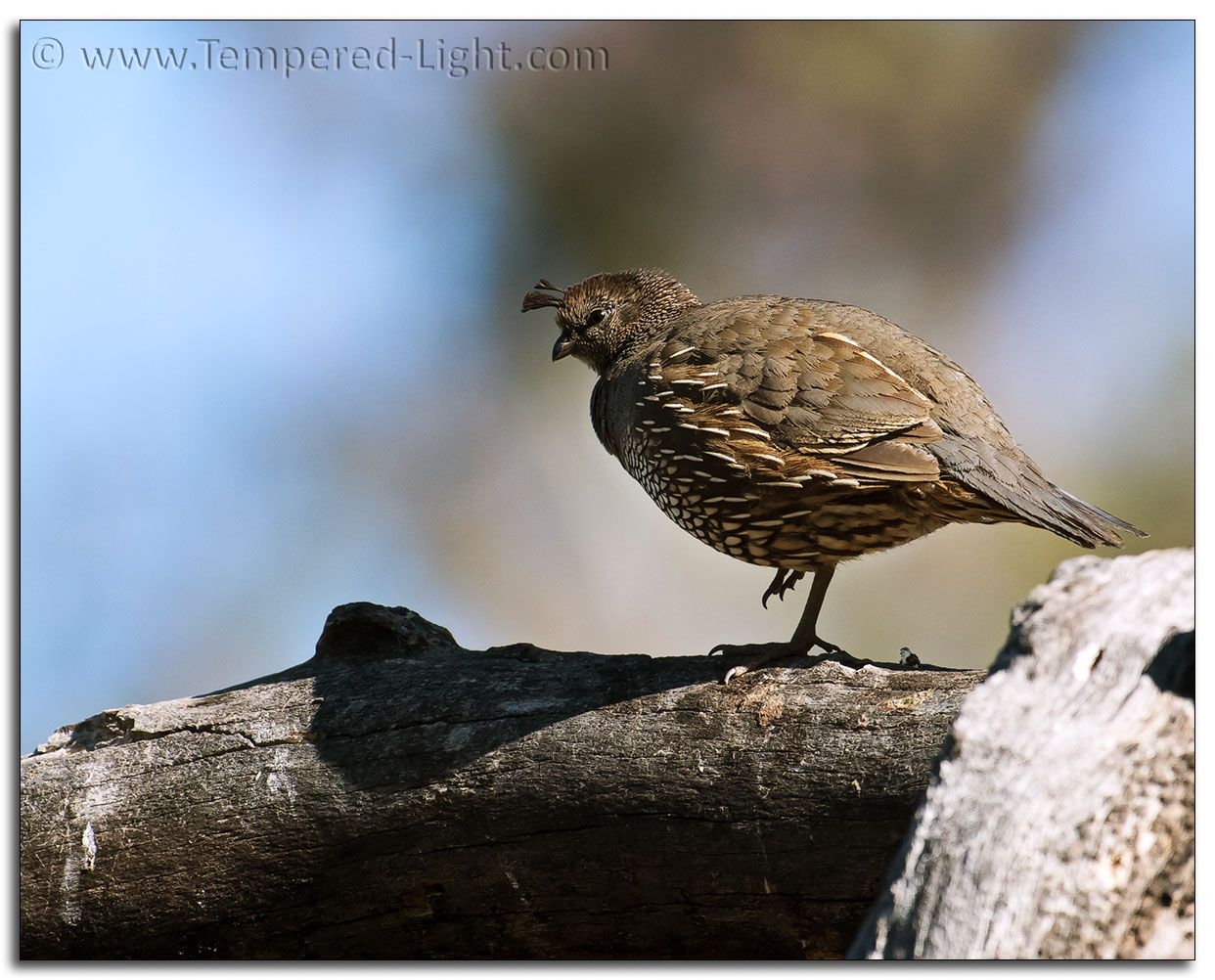 California Quail