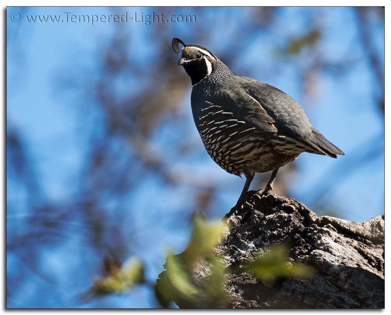 California Quail
