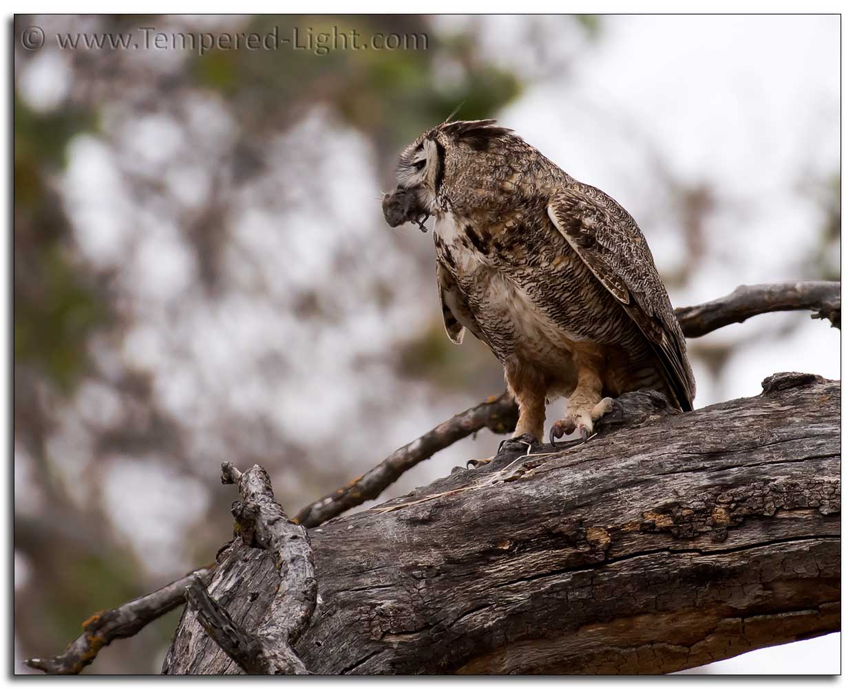 Great Horned Owl