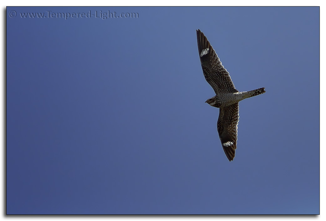 Common Nighthawk