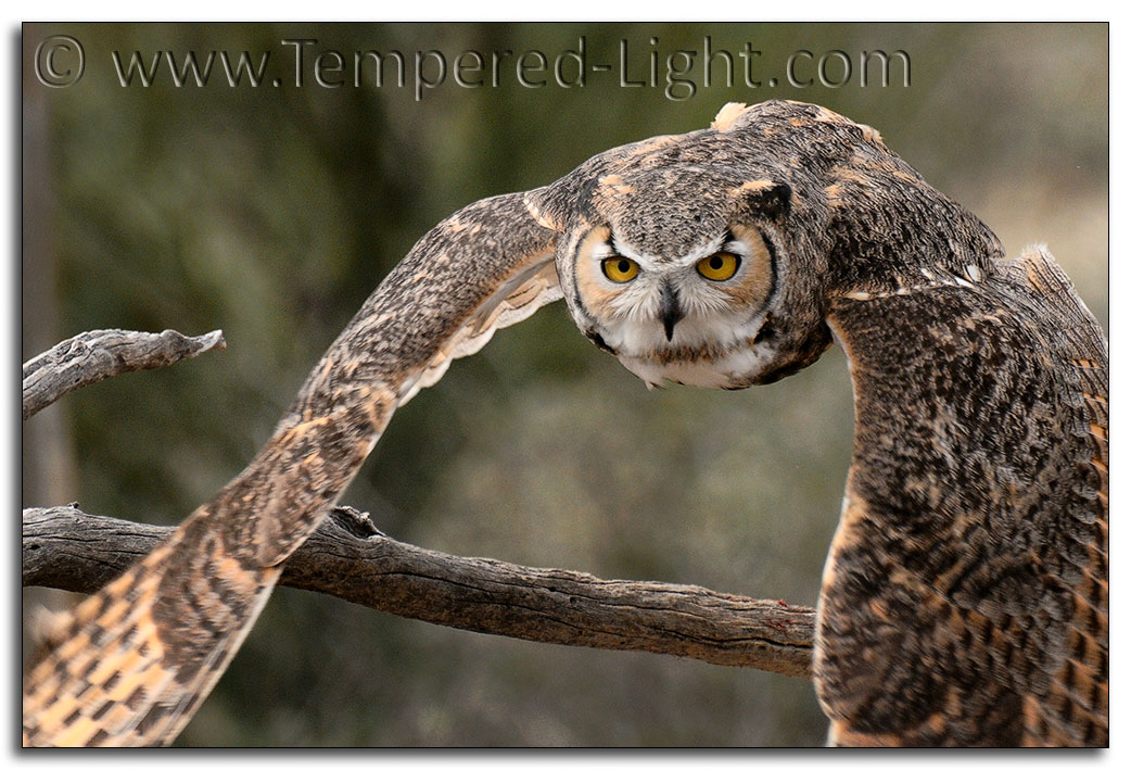 Great Horned Owl