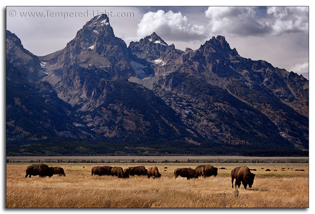 Bison Herd with Grand Tetons