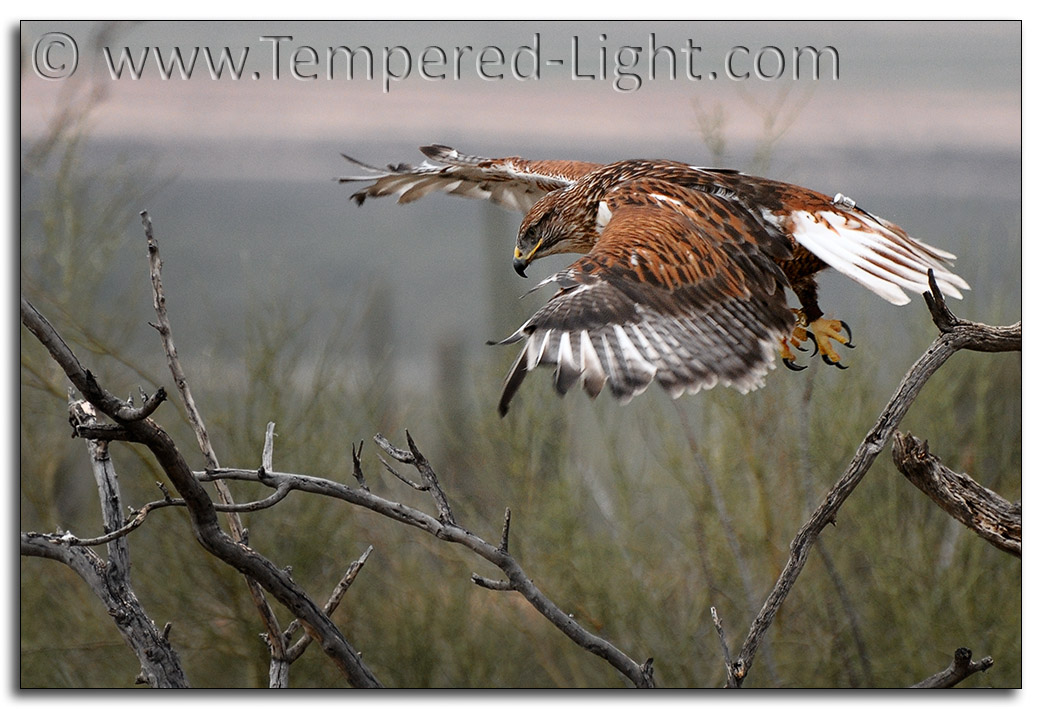 Ferruginous Hawk