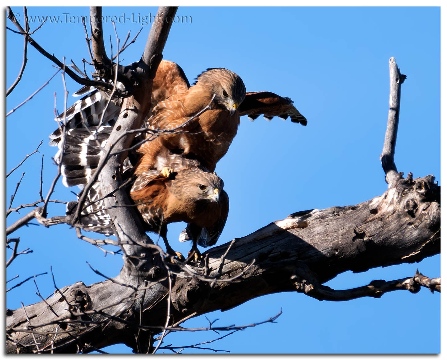 Red Shoulder Hawk Mating