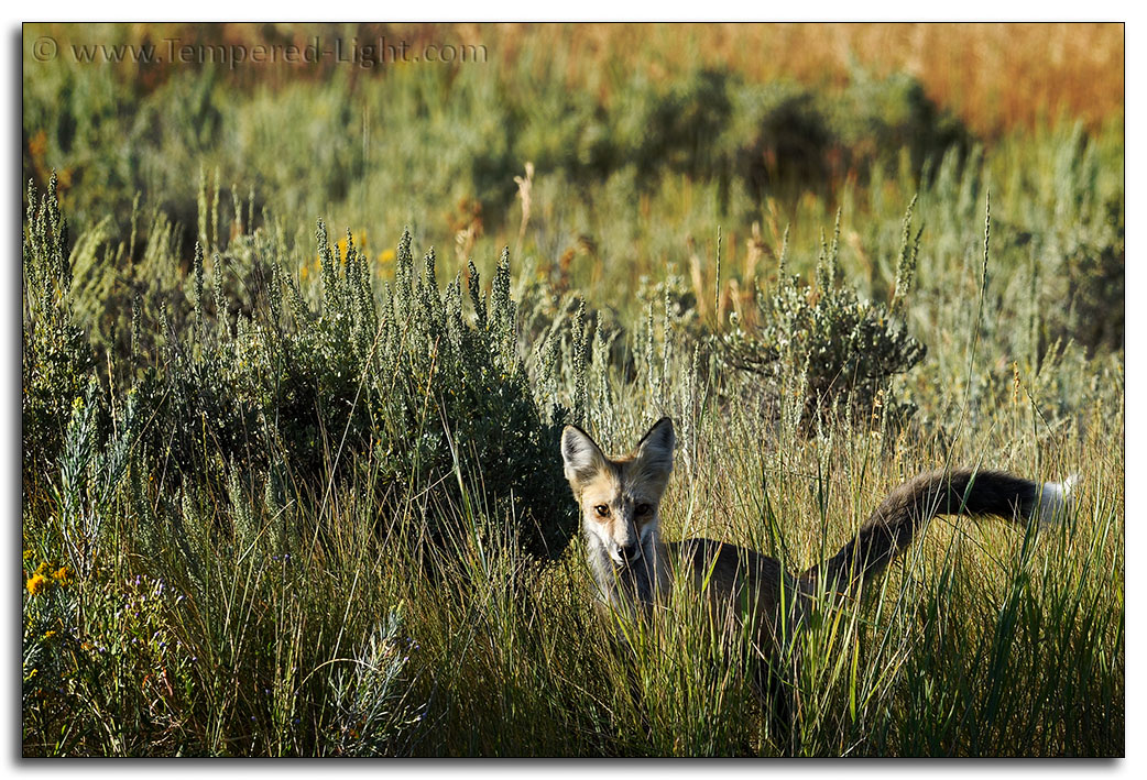 Red Fox at Blacktail Ponds