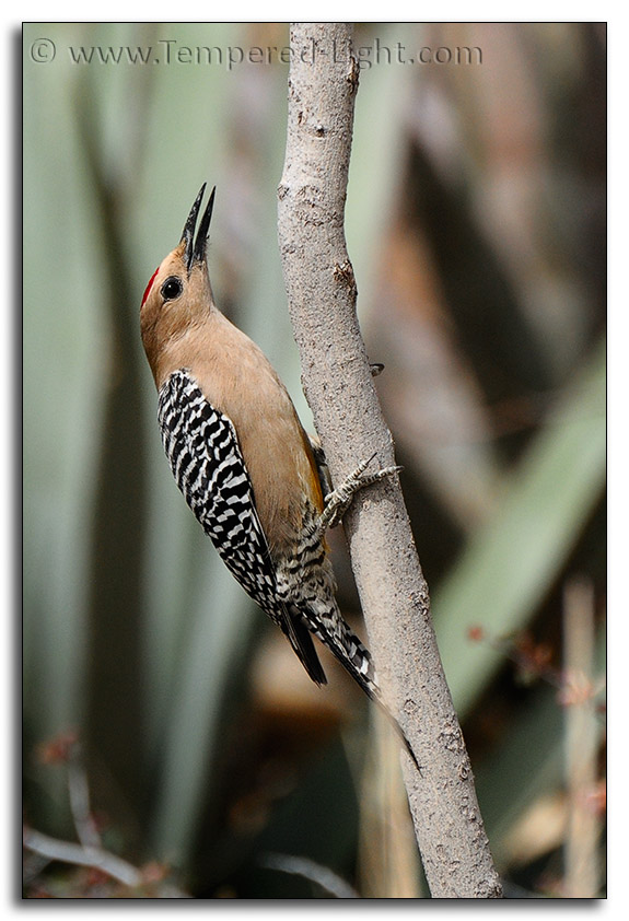 Gila Woodpecker