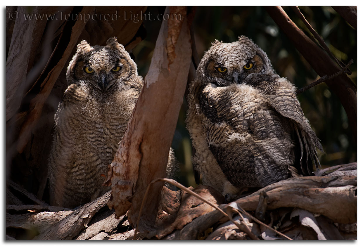 Great Horned Owlets