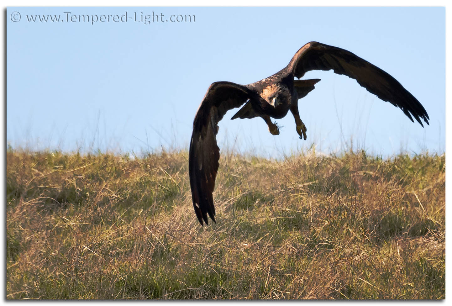 Golden Eagle