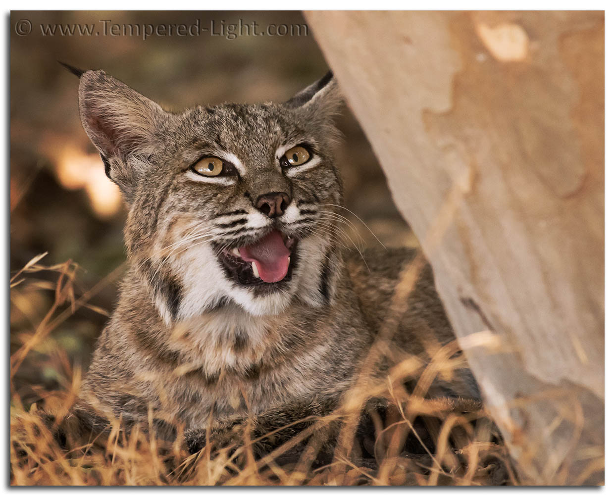 Bobcat