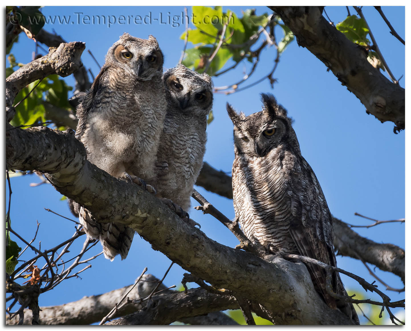 Great Horned Owls