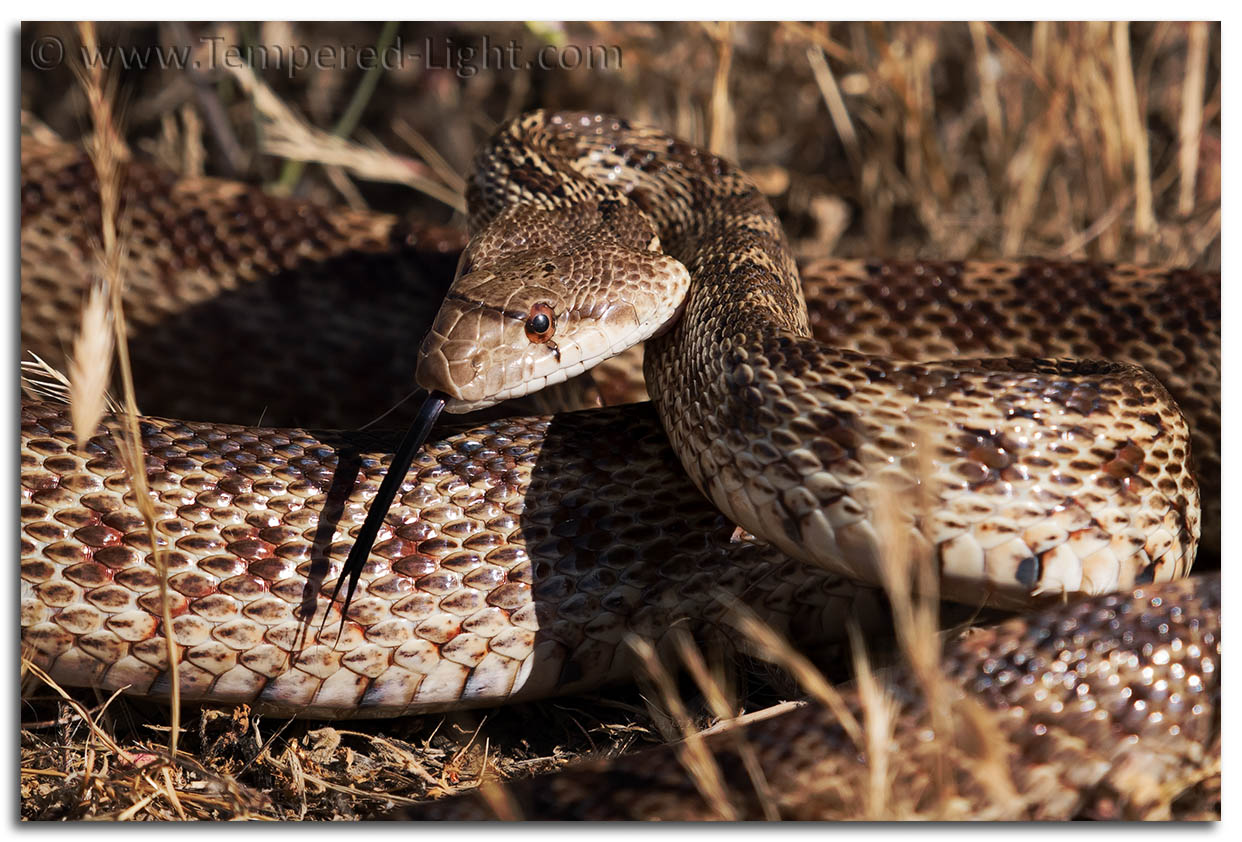 Gopher Snake