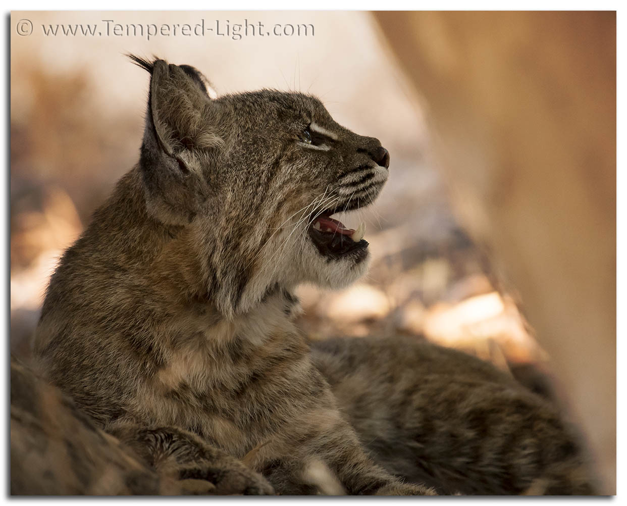 Bobcat