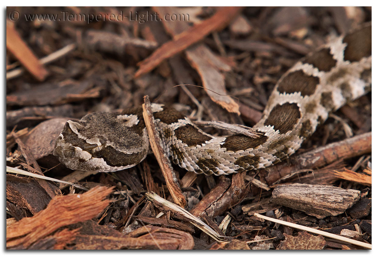Rattlesnake