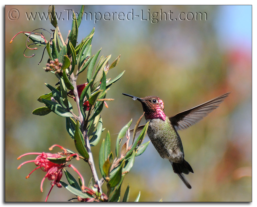 Anna's Hummingbird I