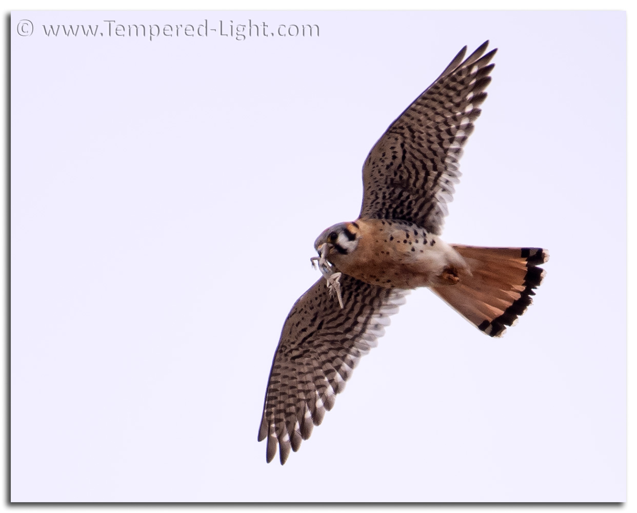 American Kestrel