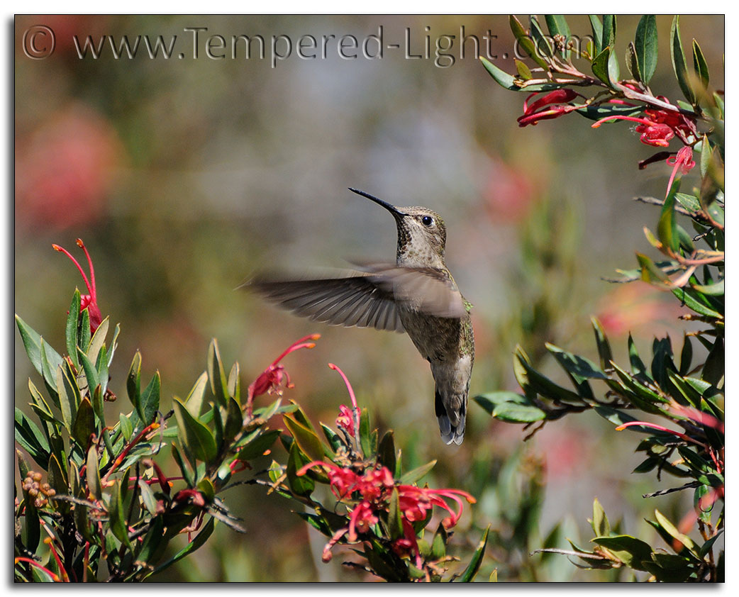Anna's Hummingbird IV