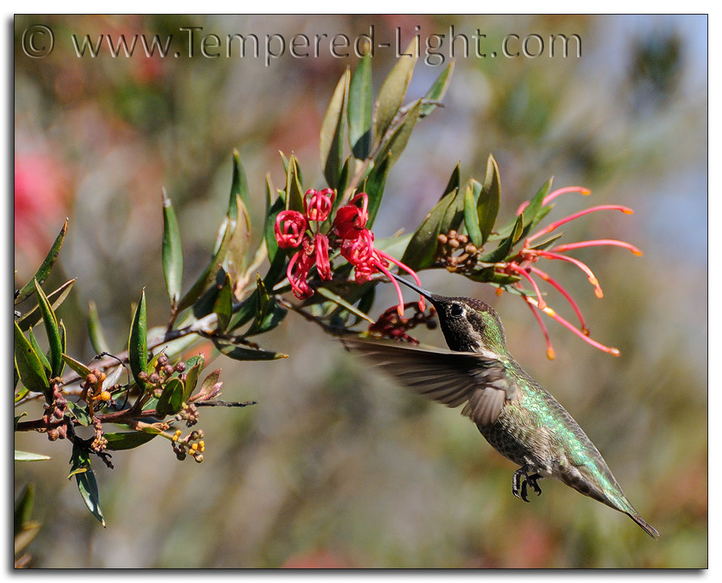 Anna's Hummingbird V