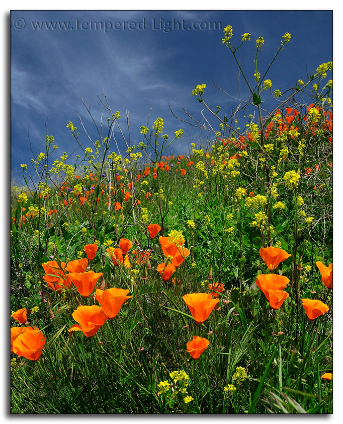 Los Vaqueros Wildflowers