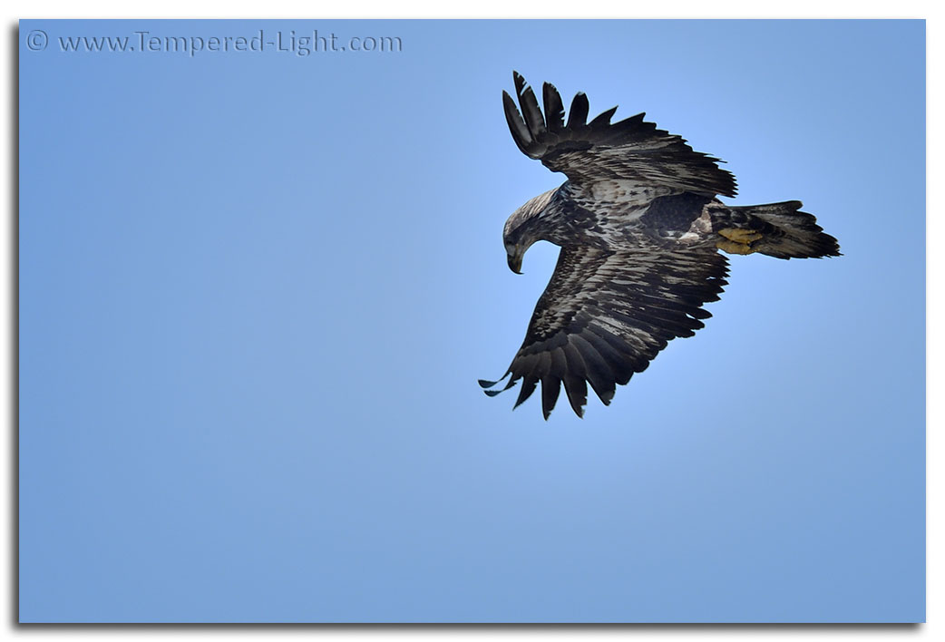 Immature Bald Eagle