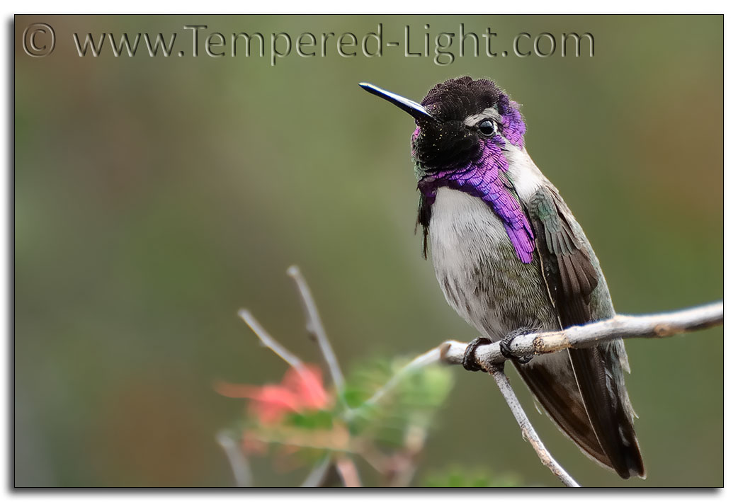 Costas Hummingbird