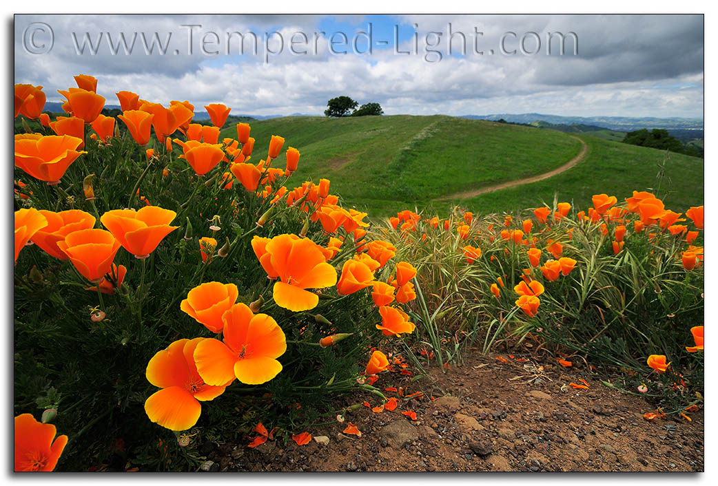 Poppies on Mt. Diablo II
